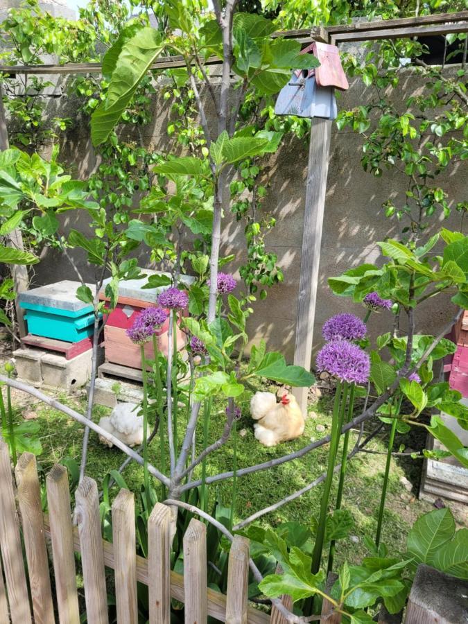 Tiny House Cosy 2 - Angers Green Lodge 外观 照片
