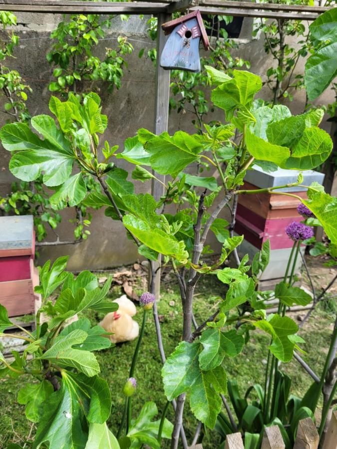 Tiny House Cosy 2 - Angers Green Lodge 外观 照片
